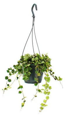 Produktbild von Zimmerpflanze zum Hängen - Hoya curtisii - Wachsblume 14cm Ampel