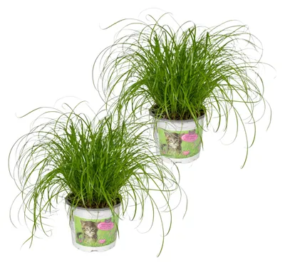 Image de Cyperus alternifolius - Herbe aux chats - 20cm - Ø12cm - Plante d'intérieur - Vert persistant