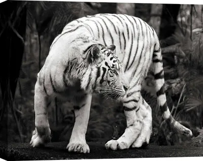 Productafbeelding van Canvasprint - Witte koningstiger (zwart-wit) - 70 x 50 cm