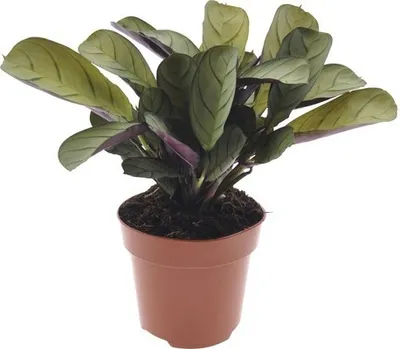 Obrázek produktu pro Ktenante FloraSelf Ctenanthe burle-marxii 'Amagris' 20-30 cm květináč Ø 12 cm