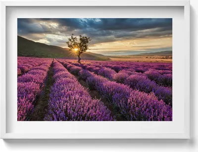 Produktbild von Landschaft eines Lavendelfeldes– Wandbild mit Rahmen – Gerahmtes Bild  – Wanddekoration – 70x50 cm –  Schwarz Rahmen