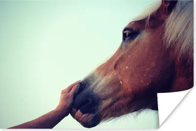 Produktbild von MuchoWow® Poster Haflinger Pferd 180x120 cm - Fotoplakat