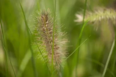 Produktbild von Pennisetum alopecuroides 'Little Bunny', Lampenputzergras, ca. 13 cm Topf