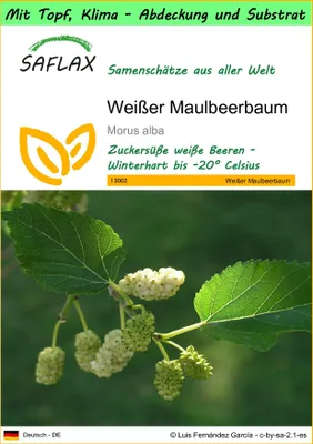 Produktbild von SAFLAX Garden to go - Weißer Maulbeerbaum - Morus alba - 200 Samen - Mit Topf, Klima - Deckel und Anzuchtsubstrat