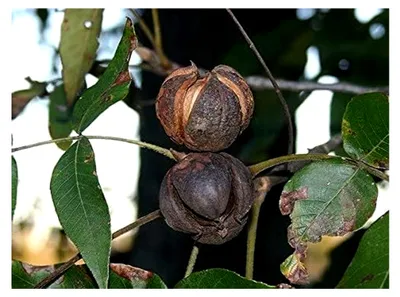 Produktbild von Hickorynuss Carya ovata Pflanze 5-10cm