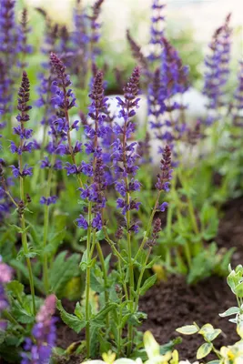 Produktbild von Salvia nemorosa 'Ostfriesland', Steppensalbei, violett, ca. 9x9 cm Topf