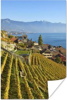 Produktbild von MuchoWow® Poster Foto von einem Weinberg über dem Genfer See 80x120 cm - Papierdruck