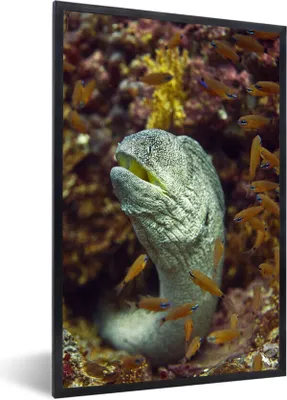 Produktbild von MuchoWow® MuchoWow® Gerahmtes Poster Fische - Korallen - Ozean 40x60 cm - Poster mit zchwarzem Bilderrahmen - Papierdruck - Wandbilder