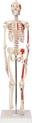 Produktbild von Mini-Skelett mit Muskelbemalung inkl. Stativ, anatomisches Lehrmittel, 65 cm
