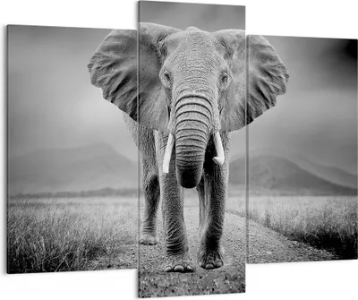Produktbild von Bild auf Leinwand - Leinwandbild - 3 Teile - Elefant Wildnis Natur - 130x100cm - Wand Bild - Wanddeko - Wandbilder - Leinwanddruck - Bilder - Wanddekoration - Leinwand bilder - CB130x100-4966