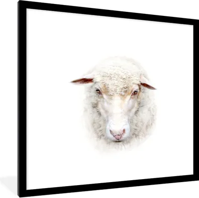 Produktbild von MuchoWow® Gerahmtes Poster Schafe - Porträt - Wolle 40x40 cm - Poster mit Schwarzem Bilderrahmen Wandposter Rahmen Foto Bilder - Poster - Plakat im Rahmen