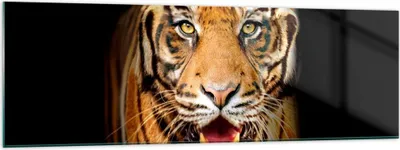 Produktbild von Bilder auf glas - tiger tier - 160x50cm - Glasbilder - Wandbilder - Bilder - Kunstdruck - zum Aufhängen bereit - Wanddekoration aus Glas - Glas Bilder - Wandbild auf Glas - Einteilig - GAB160x50-4103