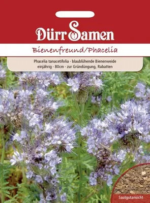 Produktbild von Phacelia 400 g für 100m² | Phaceliasamen von Dürr Samen