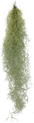 Produktbild von Exotic heart - Fairy hair - Louisiana moss - Tillandsia usneoides - wiszaca tillandsia - ok. 30-40 cm dlugosci - latwa w pielegnacji
