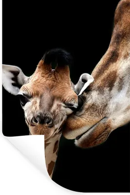 Produktbild von MuchoWow® Wandtattoo Wandsticker Wandaufkleber Giraffe - Tiere - Schwarz - Porträt - Tiere 40x60 cm Selbstklebend und Repositionierbar - Wierderverwendbar - Selbstklebend