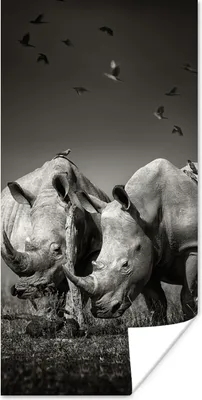 Produktbild von MuchoWow® Poster Nashorn - Vogel - Tiere - Landschaft - Schwarz und weiß 20x40 cm - Plakat - Foto
