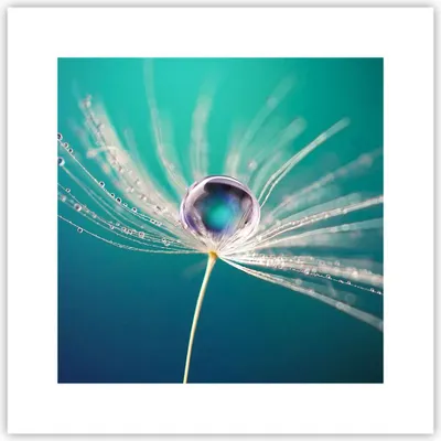 Produktbild von Poster - Poster ohne Rahmen - Pflanze Natur - 30x30 cm - Wand Bild - Wanddeko - Wandbilder - Kunstposter - Wandposter - Bilder - Kunstdruck - Wanddekoration - Wandbild - P2XAC30x30-3991
