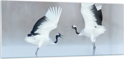 Produktbild von Bilder auf glas - Einteilig - Kraniche kämpfen tanzen - 100x40cm - Glasbilder - Wandbilder - Bilder - zum Aufhängen bereit - Wanddekoration aus Glas - Glas Bilder - Wandbild auf Glas - GAB100x40-4497