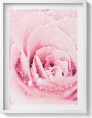 Produktbild von Zarte rosa Blume– Wandbild mit Rahmen – Gerahmtes Bild  – Wanddekoration – 60x80 cm –  Weiß Rahmen