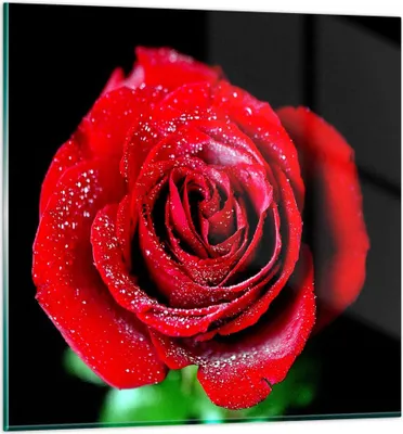 Produktbild von Bilder auf glas - Rose Blume Blütenblätter Wasser - 40x40cm - Glasbilder - Wandbilder - Kunstdruck - zum Aufhängen bereit - Wanddekoration aus Glas - Glas Bilder - Wandbild auf Glas - GAC40x40-0370