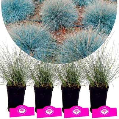 Obrázok produktu pre Sada 4 kusov kostrava modrá - Festuca glauca 'Elijah Blue' - výška 30 cm, 9 cm kvetináč