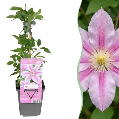 Produktbild von Green boutiQ - Clematis Nelly Moser - Clematis Nelly Moser - Weiß - Rosa - Kletterpflanze - Ø9cm - ↕35cm
