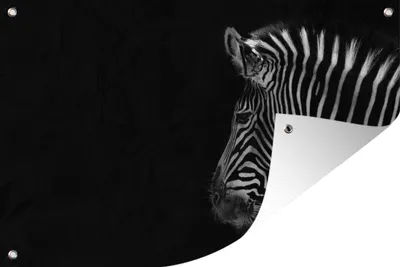 Produktbild von MuchoWow® 60x40 cm Outdoor-Poster Gartendeko Sichtschutz Garten Poster für den Garten  Zebra - Wilde Tiere - Schwarz