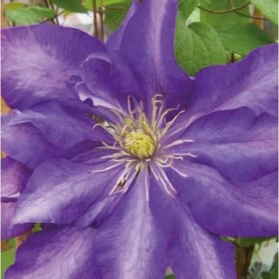 A close-up of a purple clematis flower with yellow stamens.