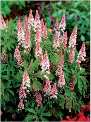 Produktbild von Stauden Gänge 1 x Tiarella Hybride 'Pink Skyrocket' - Schaumblüte - Der rosa Blickfang für schattige Beete - Tolles Blütenmeer - Bodendecker
