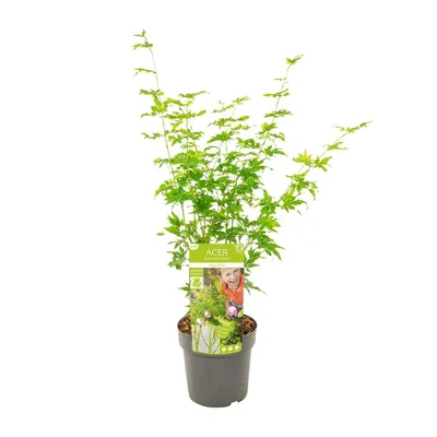 Produktbild von Acer Palmatum wird grün
