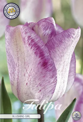 Artikelbild 2 von 'Tulpe Blushing Girl (7 Stück)' aus der Kategorie Tulpenzwiebeln