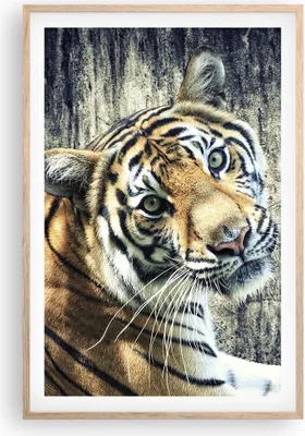 Produktbild von Gerahmtes Poster - Rahmen in heller Eiche - Indien stein tiger wild - 61x91,5 cm - Wand Bild - Wanddeko - Wandbilder - Wandposter - Bilderrahmen - Bilder - Kunstdruck - Wandbild - P2NPA61x91-2464