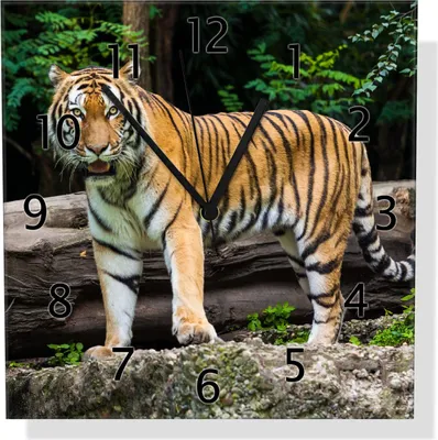 Produktbild von Wallario Design Wanduhr Blick des Tigers aus Echtglas, Größe 30 x 30 cm