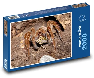 Produktbild von martinpuzzle - Puzzle 2000 Teile - Tarantula - Spinne, Tier