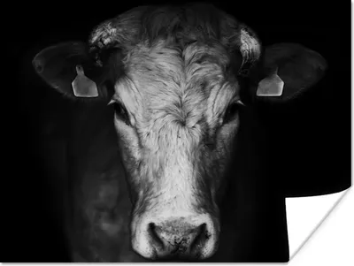 Produktbild von MuchoWow® Poster Tiere - Kuh - Schwarz - Weiß - Kuhkopf 120x90 cm - Wandbild