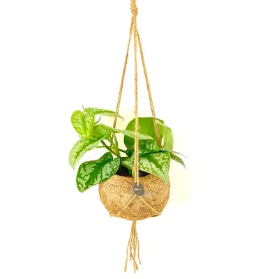 Obrázek produktu pro Kokodama Scindapsus pictus Trebi (L)
