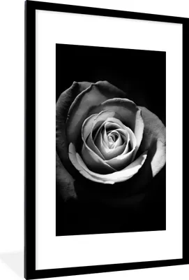 Produktbild von MuchoWow® Gerahmtes Poster Blumen - Schwarz - Rose - Weiß - Botanisch 60x90 cm - Poster mit Schwarzem Bilderrahmen Wandposter Rahmen Foto Bilder - Dekoration - Wandposter Wohnzimmer - Hochwertig
