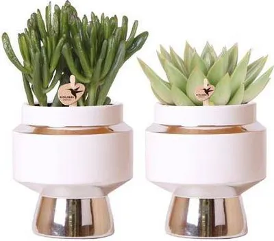 Produktbild von Rhipsalis 2er Set Ø9cm Zimmerpflanzen in silbernen Keramiktöpfen Kakteen
