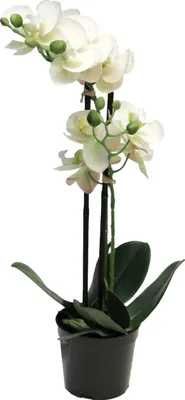 Produktbild von Bellatio Design Kunstliche Pflanze Orchidee - Blumen in weis - 55 cm
