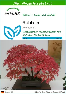 Produktbild von SAFLAX - Rotahorn - Acer rubrum - 20 Samen - Mit keimfreiem Anzuchtsubstrat