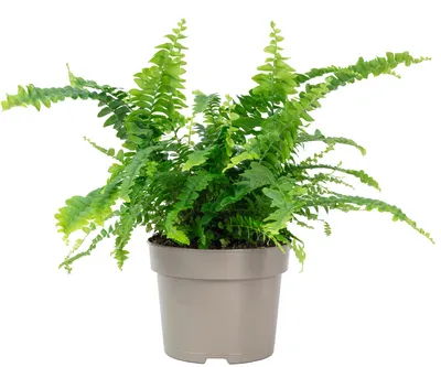 Produktbild von Schwertfarn 'Green Lady' - pflegeleichte Zimmerpflanze, Nephrolepis - Höhe ca. 35 cm, Topf-Ø 12 cm