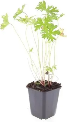 Image de Couvre-sol - Bec de cigogne - Geranium pratense 'Johnson's Blue' - Pot de 9cm - Set de 12 plantes