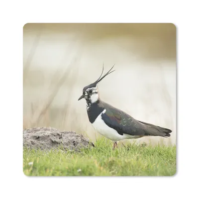 Produktbild von MuchoWow® Mauspad Mousepad Vogel - Gras - Tiere - Natur - Kiebitz 20x20 cm - Mousepads - Maus Mat - Pad - Mausunterlage - Desk Mat - Bureauartikeln