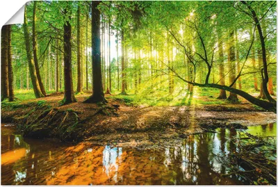 Produktbild von ARTland Poster Wald mit Bach Größe: 90x60 cm