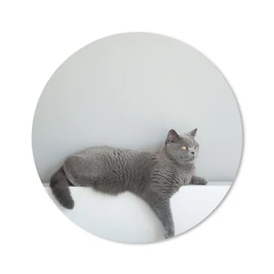 Produktbild von MuchoWow® Mauspad Mousepad Katze - Britisch Kurzhaar - Grau - Mädchen - Kinder - Jungen - Kinder 20x20 cm - Mousepads - Maus Mat - Pad - Mausunterlage - Schreibtischmatte