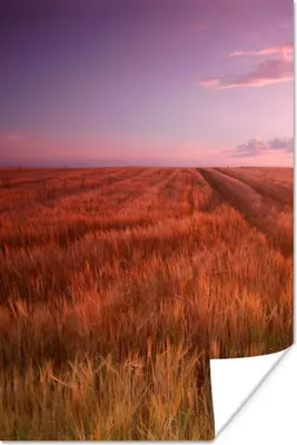 Produktbild von MuchoWow® Poster Wiese - Sonne - Abend - Landschaft 60x90 cm - Wanddekoration