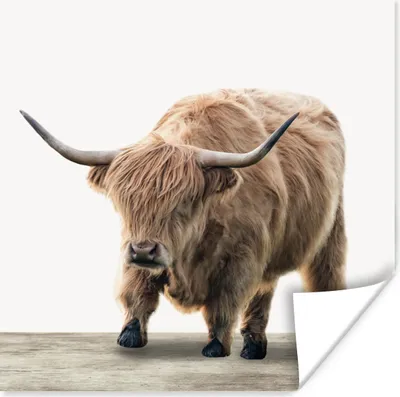 Produktbild von MuchoWow® Poster Schottisches Hochlandrind - Tiere - Holz - Jungen - Kinder - Kinder 50x50 cm - Wohnzimmerdekoration
