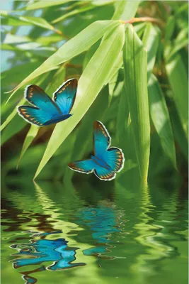 Produktbild von Wallario Poster - Schmetterlinge in Reflektion, Kunstdruck Größe: 61 x 91,50 cm