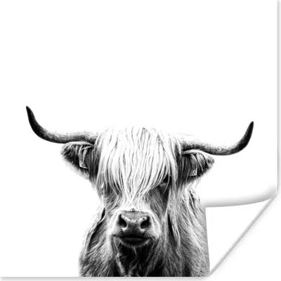 Produktbild von MuchoWow® Poster Schottischer Highlander - Horn - Schwarz - Weiß 50x50 cm - Wohnzimmerdekoration