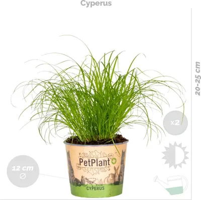 Produktbild von Bloomique - 6er-Set - Haustierfreundliche Pflanzen - Chlorophytum, Cyperus, Callisia - Zimmerpflanzen - 20-30 cm Hoch - Topf 12 cm